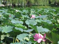 Albums/20060800-China Aug 2006/20060804-Shenyang University/30